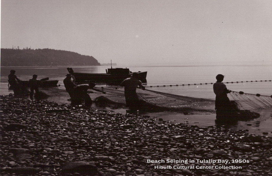 Hibulb Cultural Center - Beach Seining Tulalip-Bay 1950s. 