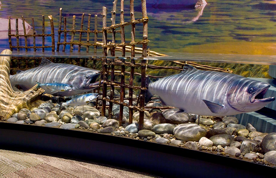 Salmon exhibit at Hibulb Cultural Center