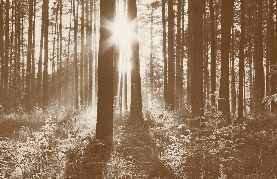 A sepia image of sun shining through a forest of cedar trees