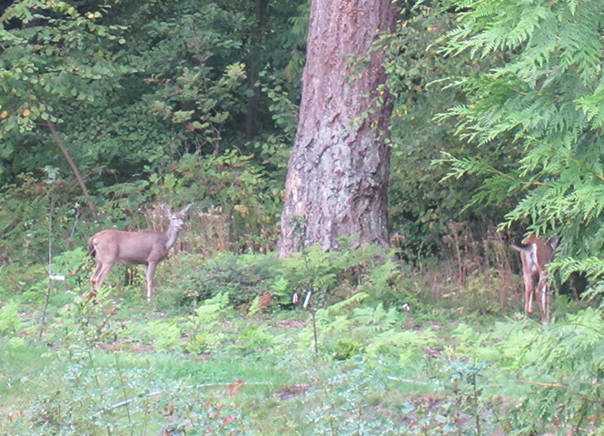 Hibulb Visitors 2012